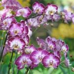 Explore creative front garden design ideas for small gardens to maximize your outdoor space