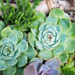 Sims 4 Built Gardening Area Ideas landscaping, design, layout, oasis, backyard, greenery, plants, aesthetic, relaxation