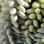 Gardening Ideas Vegables and Fruit Explore creative gardening ideas for growing vegetables and fruits in your backyard oasis