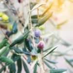 Gardening Present Ideas Uk GARDENING PRESENT IDEAS UK