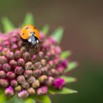 Ideas for Small Victorian Gardens Charming landscaping ideas for small Victorian gardens filled with delicate flowers and classical charm