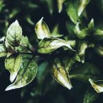 Explore unique garden decor ideas like whimsical statues, colorful pathways. Quirky ideas for gardens with a touch of fun