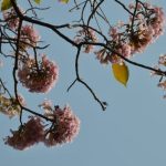 Stone Gardens Ideas Elegant landscaping with unique stone features for a serene outdoor oasis