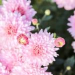 Sprawling garden landscape concepts - GARDEN DESIGN IDEAS FOR WIDE GARDENS