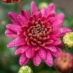 Gardening Ideas for Home in India Explore creative gardening ideas for home in India with plants, herbs, and sustainable practices