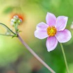 blooming beauties for your garden all year round