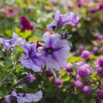 Landscaping Ideas for Large Gardens Transform your spacious outdoor space with inspiring landscaping ideas for large gardens