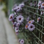 Easy Vegetable Gardening Ideas Discover easy vegetable gardening ideas for beginners. Grow your own produce effortlessly