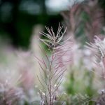 Gardening Christmas Gift Ideas Unique gardening tools & decorative plants make perfect gardening Christmas gift ideas