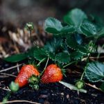 Urban Gardening Ideen Creative urban gardening ideas for small spaces and city living, URBAN GARDENING IDEEN inspiration