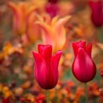 Unique gardener gifts ideas for green thumbs