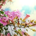 Lanai Areas Gardening Ideas Transform your lanai with these inspiring gardening ideas for beautiful outdoor spaces