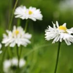 Discover unique and innovative screening ideas for overlooked gardens. Beautify your outdoor space effortlessly