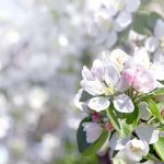 Ideas for Outdoor Container Gardens Inspiring ideas for outdoor container gardens to enhance your space this season