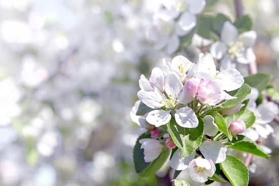 Ideas for Outdoor Container Gardens 3 Inspiring ideas for outdoor container gardens to enhance your space this season
