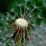 Small Gardens Ideas Pictures Explore small gardens ideas pictures for inspiration in maximizing spaces beautifully
