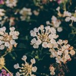 Ideas for Gardens in Front of House landscaping tips and tricks