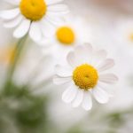 Ideas for Garbage Can Storage and Gardening Shelf Amazon Convenient storage solutions for garbage cans and gardening shelves on Amazon