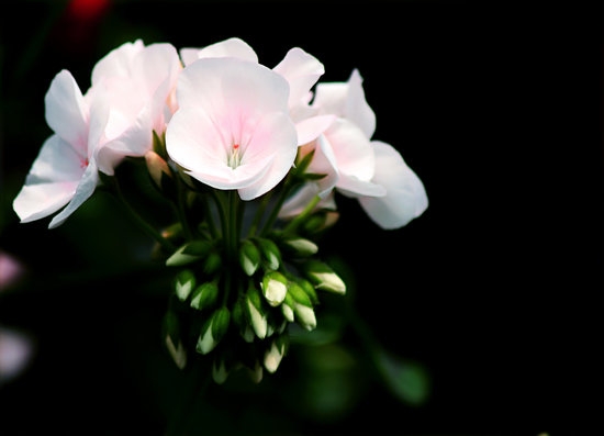 Clever Gardening Tips and Ideas 1 Creative solutions for your garden's beauty and productivity