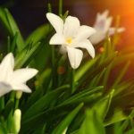 Container Gardening Ideas for Texas Creative container gardening ideas for Texas landscapes featuring drought-tolerant plants and native flowers