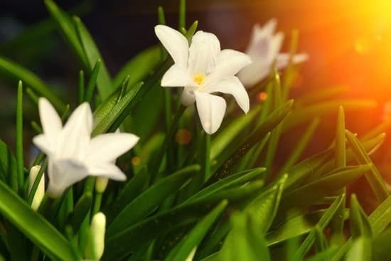 Container Gardening Ideas for Texas 1 Creative container gardening ideas for Texas landscapes featuring drought-tolerant plants and native flowers