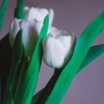 Planting, Tending, and Harvesting for Fun and Learning