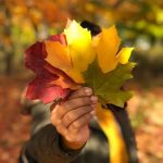 Creative Raised Bed Garden Designs for Inspiring Outdoor Spaces