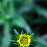 Master Gardener Ideas for Stating Small Vegetable Garden Key ideas for beginners to succeed