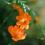 - Unique and eco-friendly gift ideas for the organic gardener in your life