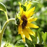 Ideas for Balcony Gardens Inspiring Ideas for Balcony Gardens