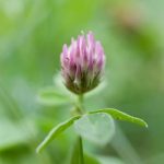 Gardening Ideas for Sunny Edge of Woods Beautiful landscaping designs for sunny edge of woods - great gardening inspiration