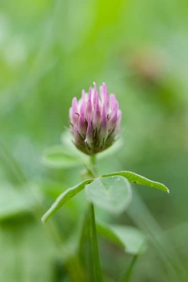 Gardening Ideas for Sunny Edge of Woods 5 Beautiful landscaping designs for sunny edge of woods - great gardening inspiration