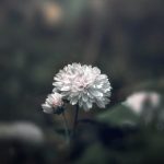 Gardens Ideas With Bamboo Create serene GARDEN IDEAS WITH BAMBOO Use sustainable bamboo fencing, furniture, and décor for natural ambiance