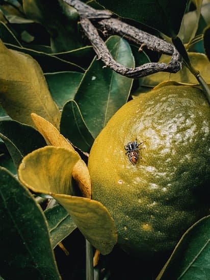 Gardening Gift Ideaas 1 Top 10 Gardening Gift Ideas to Surprise Your Loved Ones with this Season