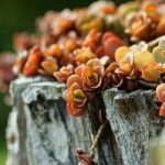 Transform your outdoor space with stunning Gardening Ideas with Bricks for a unique touch