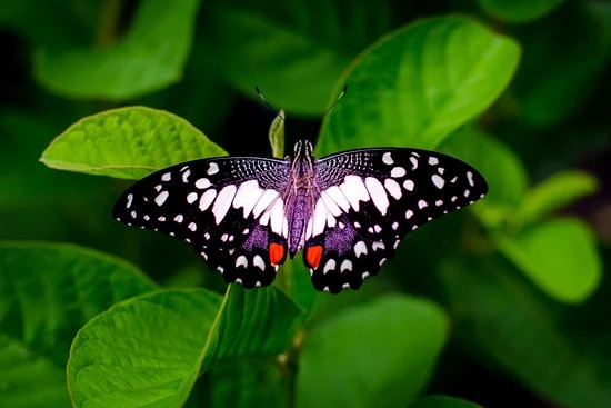 Zone 7 Gardening Ideas 5 Plant selection, climate considerations, and layout inspiration for successful gardening