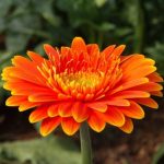 Ideas for Small Country Gardens Creative landscaping tips for small country gardens with limited space. - IDEAS FOR SMALL COUNTRY GARDENS