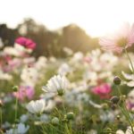 Container Gardening 250 Design Ideas Explore 250 Container Gardening Design Ideas for inspiration and creativity